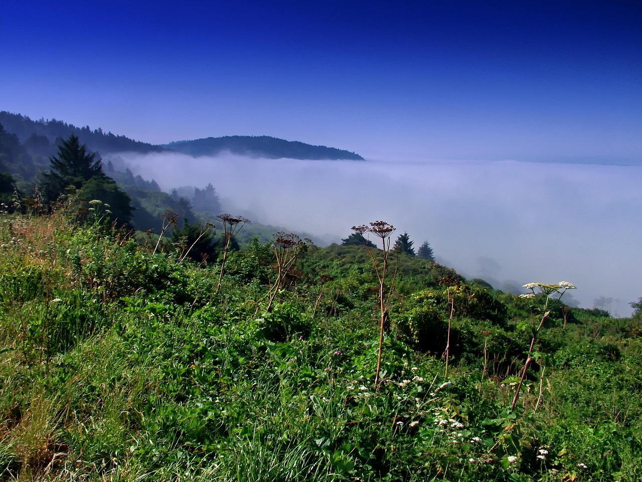 california, landscape, scenic, sky, clouds, bay, harbor, plants, grass, nature, outside, nps
