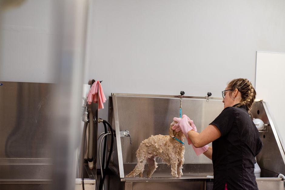 Pet Grooming Referral Program