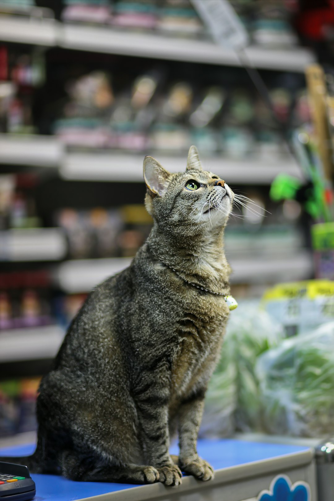 Pet Store Loyalty Programs