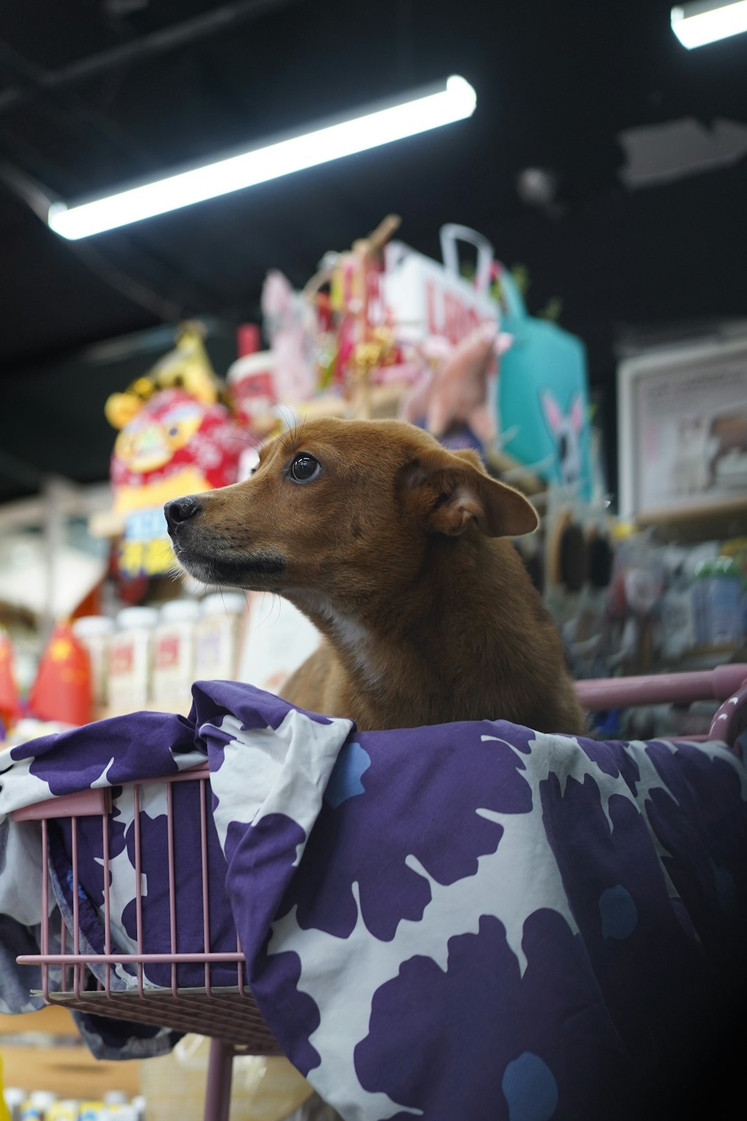 Pet Store Loyalty Programs